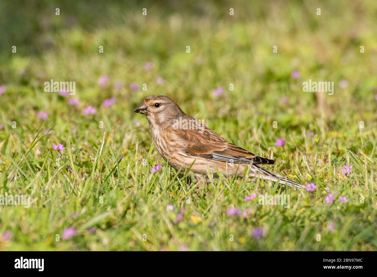 Une femelle Linnet (Carduelis cannabina) au Royaume-Uni Banque D'Images