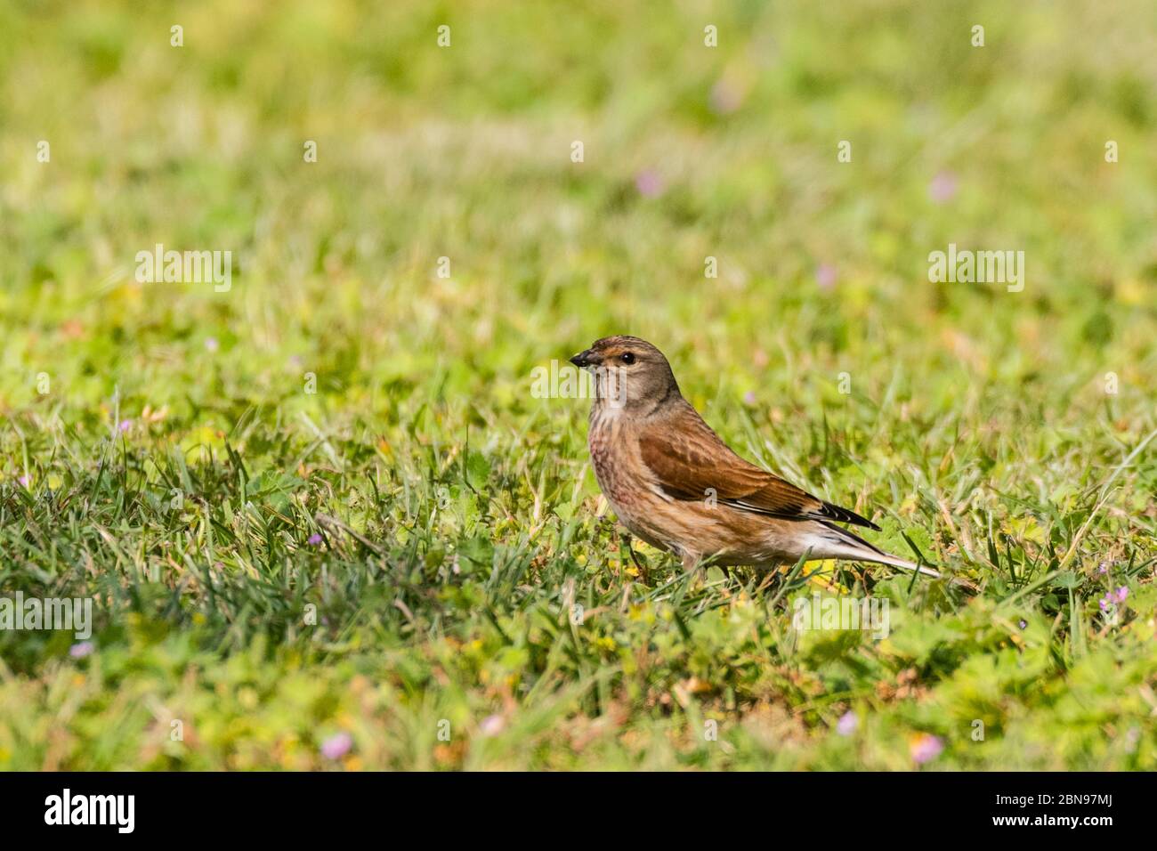 Un mâle Linnet (Carduelis cannabina) au Royaume-Uni Banque D'Images