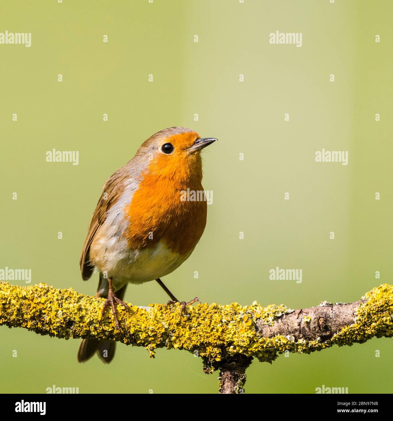 Un Robin (erithacus rubecula) au Royaume-Uni Banque D'Images