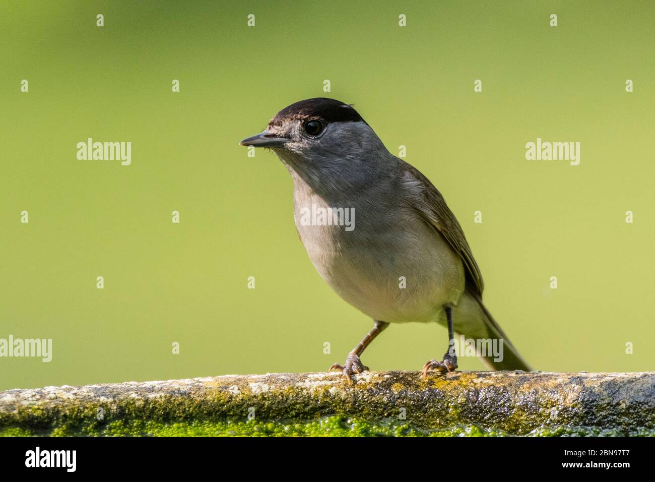 Un Blackcap, Sylvia atricapilla, homme unique dans un jardin britannique Banque D'Images