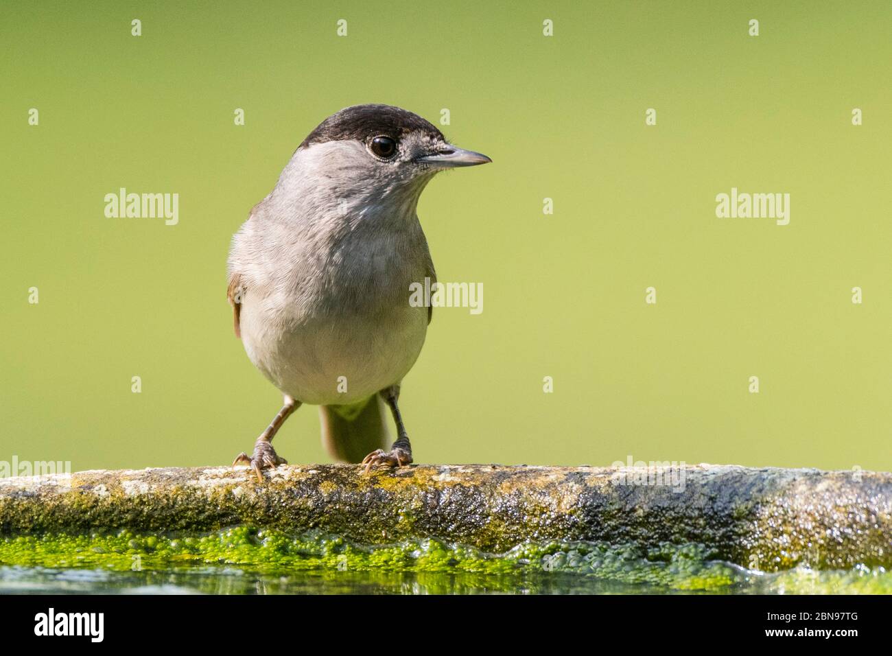 Un Blackcap, Sylvia atricapilla, homme unique dans un jardin britannique Banque D'Images
