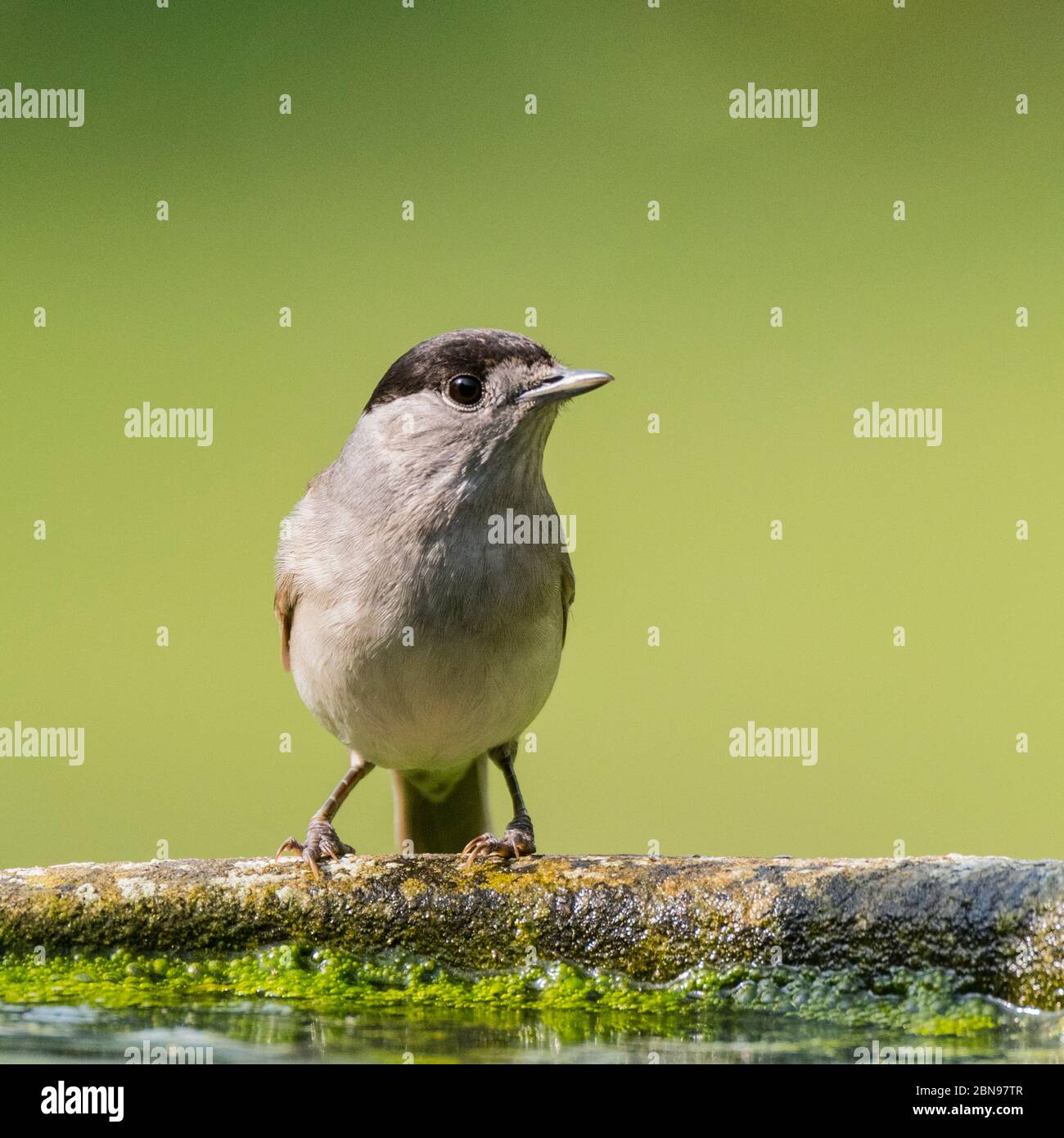 Un Blackcap, Sylvia atricapilla, homme unique dans un jardin britannique Banque D'Images