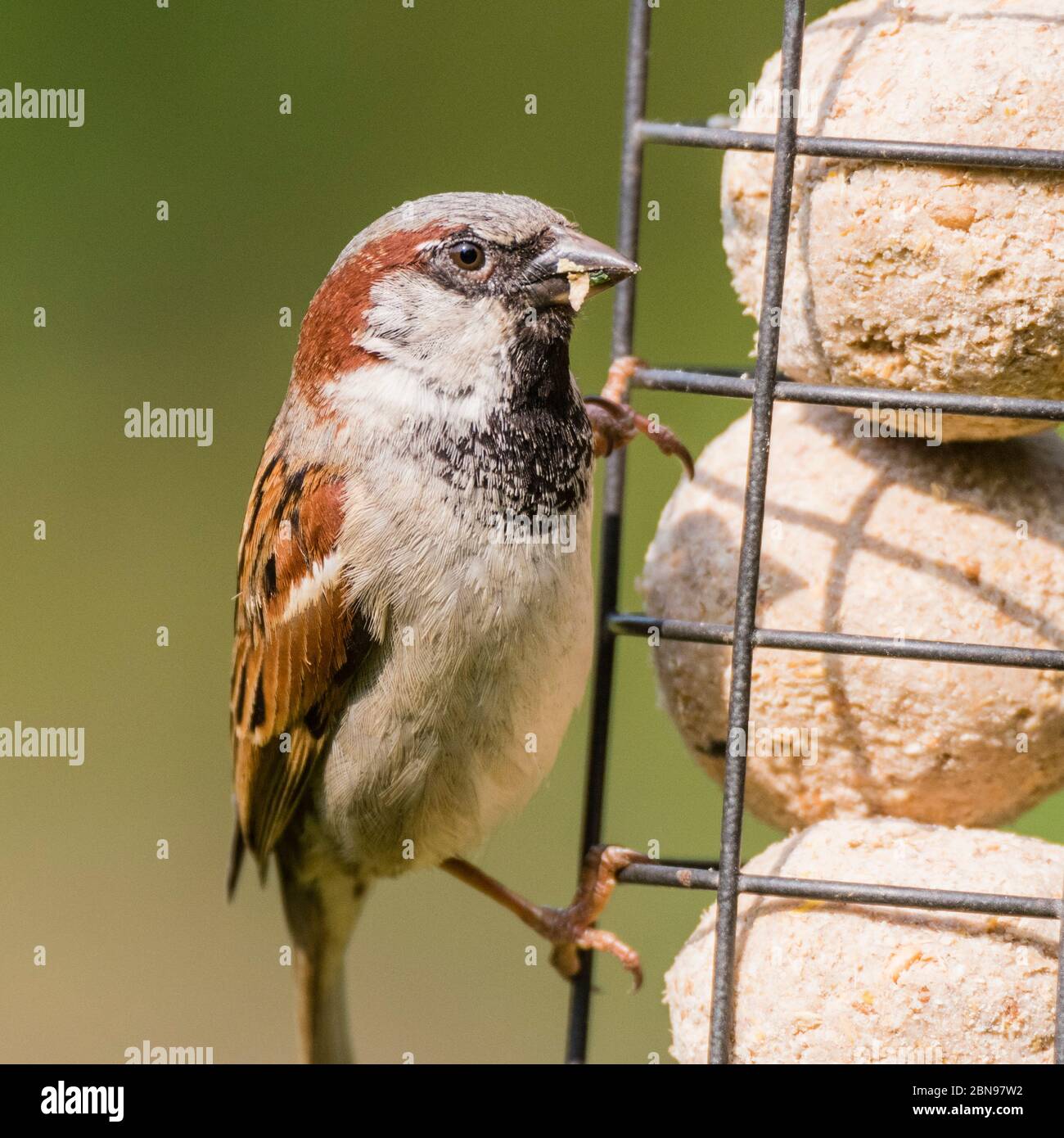 Un oiseau close up portrait of a male moineau domestique (Passer domesticus) dans un jardin Banque D'Images
