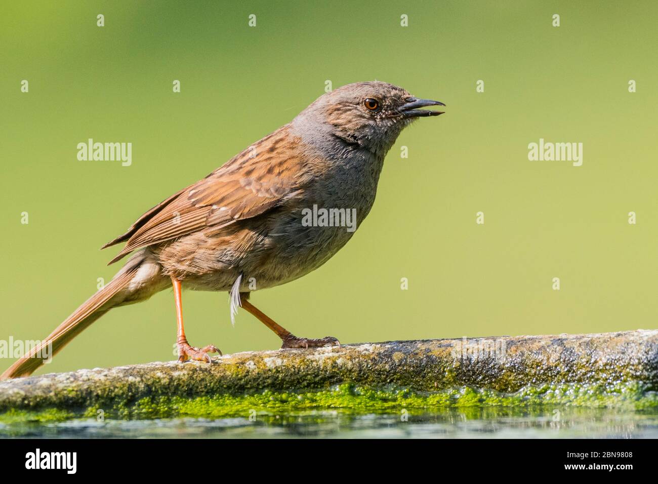 Un nid dans un jardin au Royaume-Uni (Prunella modularis) Banque D'Images