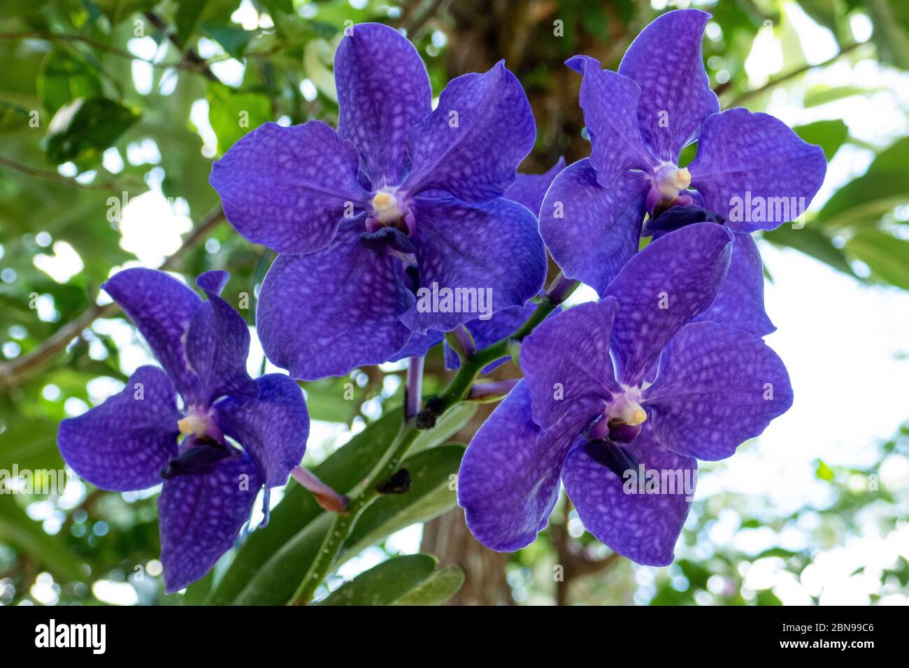 Purple vanda Banque de photographies et d'images à haute résolution - Alamy