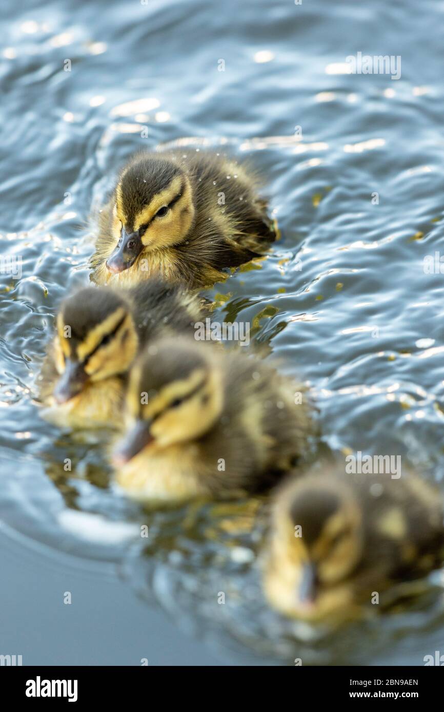 Les gaines de bébé Mallard ont seulement quelques jours Banque D'Images