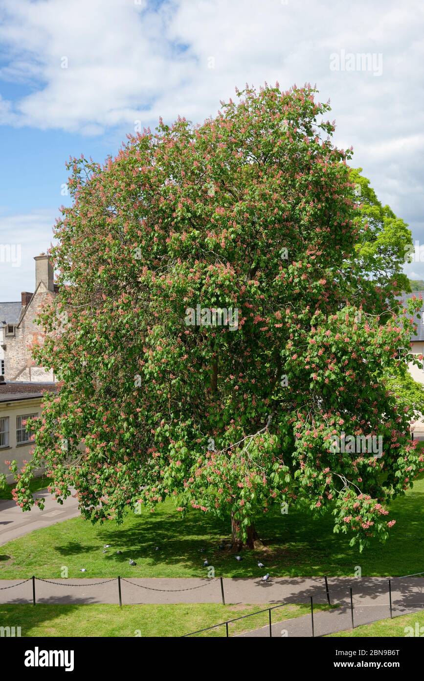 Grand arbre de châtaigne à cheval - Aesculus hippocastanum dans les jardins du palais des évêques de Wells, Somerset, Royaume-Uni Banque D'Images