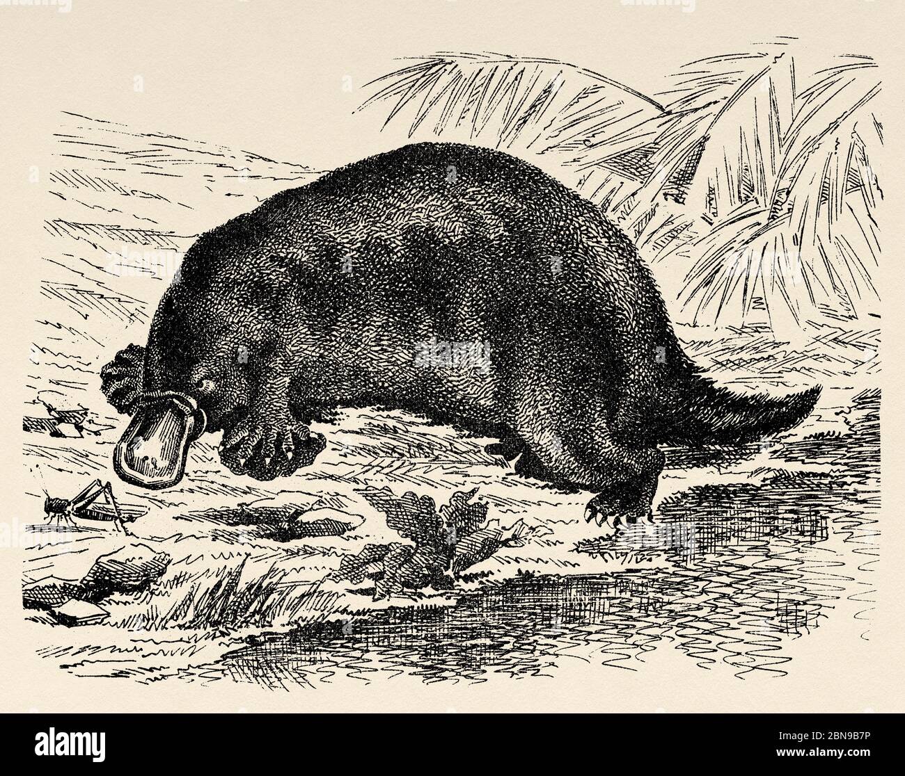 Le platypus (Ornithorhynchus anatinus) est une espèce de mammifères semi-aquatiques endémique de l'est de l'Australie et de l'île de Tasmanie, de l'ordre des monotrèmes. Ancienne illustration d'animal gravée du XIXe siècle Banque D'Images