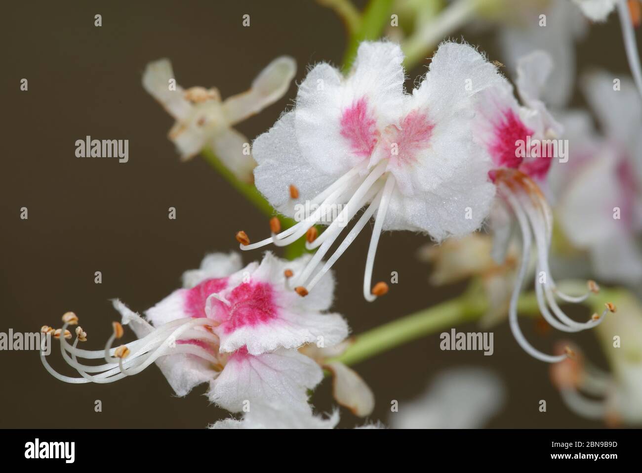 Châtaigne de cheval - Aesculus hippocastanum gros plan des fleurs Banque D'Images