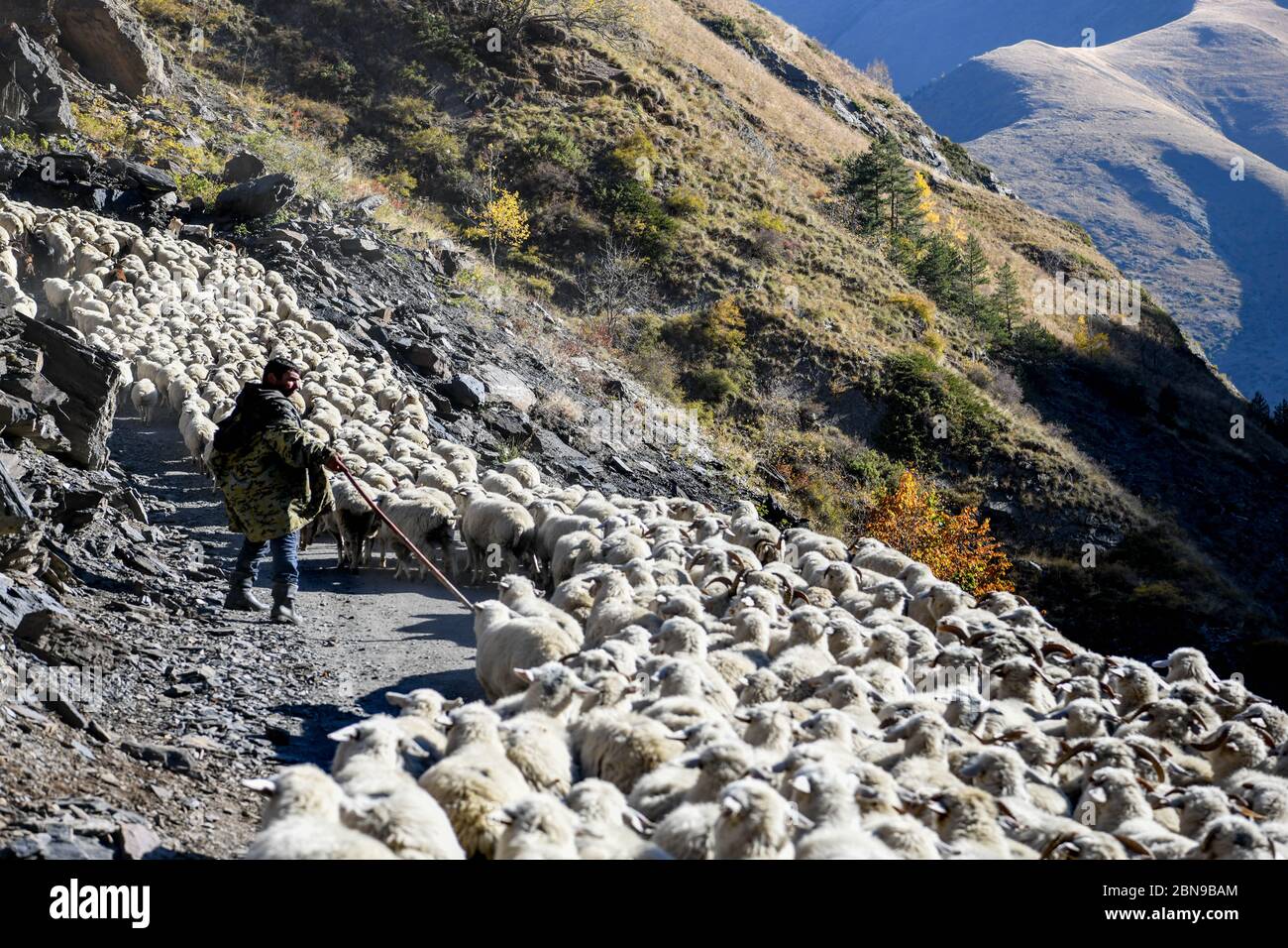 Caucase, Géorgie, région de Tusheti, Shenako. Un berger amène son troupeau de moutons des montagnes de Tusheti en hiver Banque D'Images