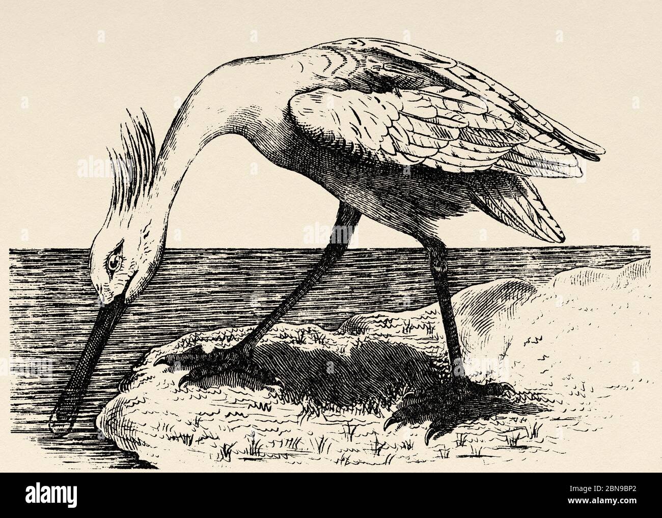 L'espèce de bec commun (Platalea leucorodia) d'oiseau pécananiforme de la famille des Threskiornithidae habite l'Eurasie et l'Afrique. C'est un grand oiseau aquatique de wader. Ancienne illustration d'animal gravée du XIXe siècle Banque D'Images
