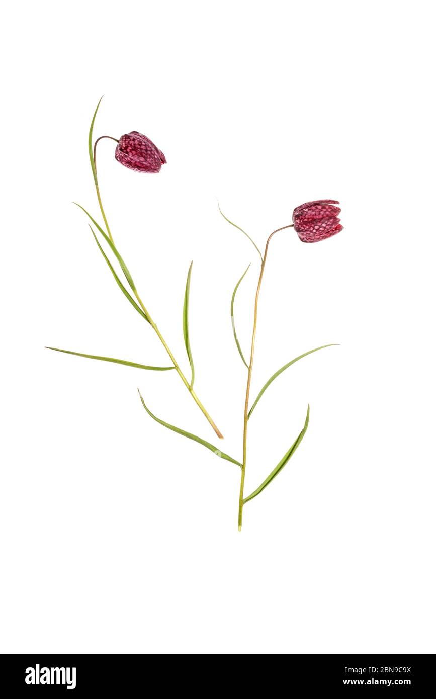 Tête de serpent ou Lys à damier (Fritilaria meleagris) sur fond blanc Banque D'Images