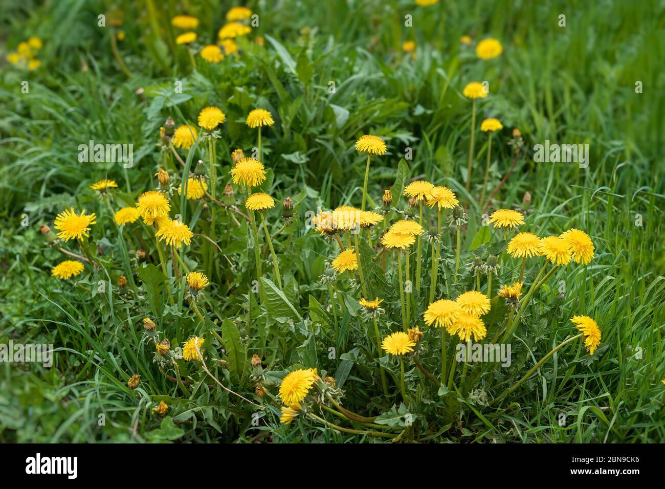 Fleurs sauvages pissenlits jaunes, foyer selctif. Fond naturel Banque D'Images