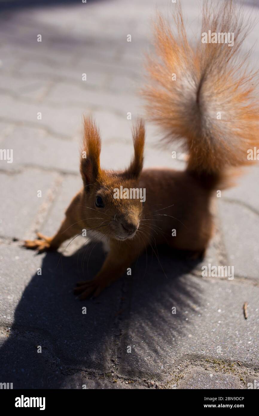 Écureuil rouge regardant la caméra sur le trottoir. Photo de grande qualité, à courte distance. Banque D'Images