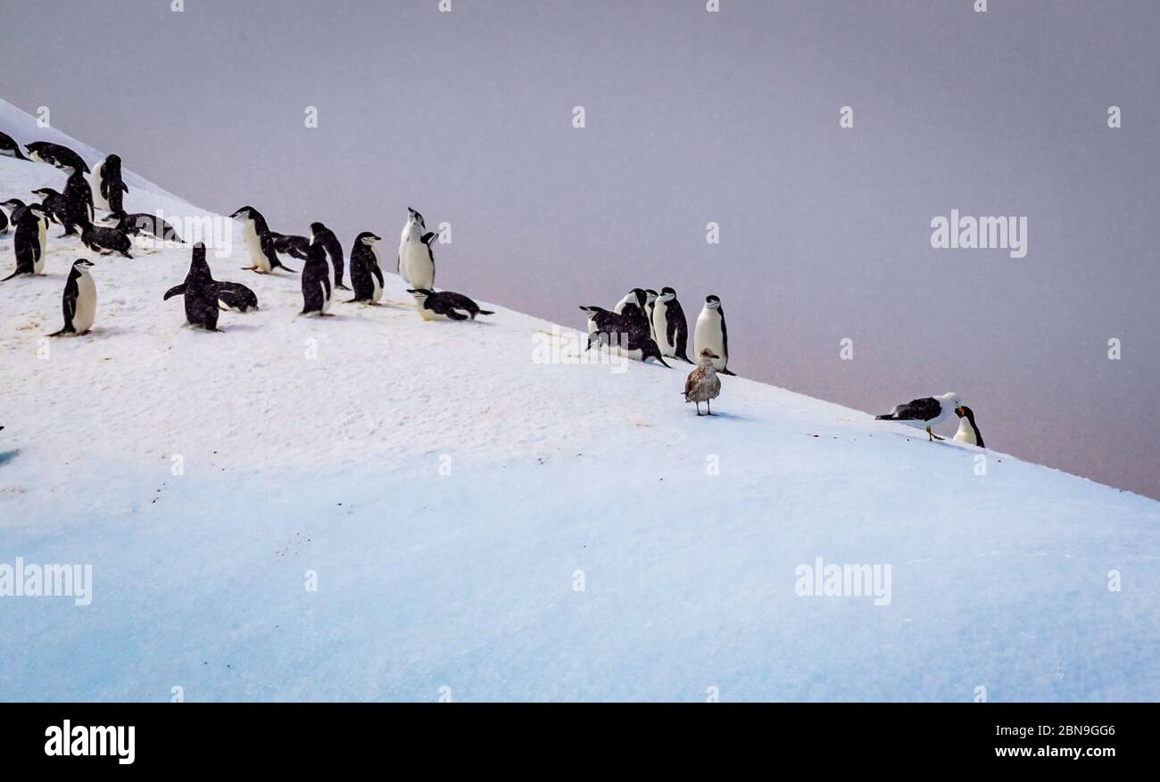 La colonie de pingouins d'Adele se prépare à la nidification Banque D'Images