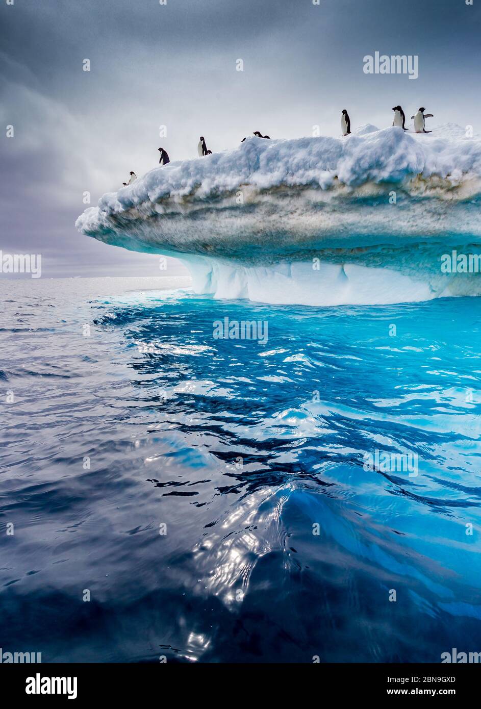 Magnifiques icebergs avec des pingouins d'adelie sur le flux supérieur près de la péninsule antarctique Banque D'Images