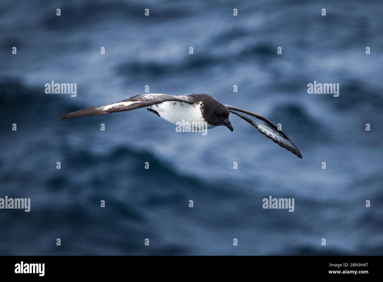 Cape pétrel vole au-dessus de l'océan près de l'Antarctique Banque D'Images