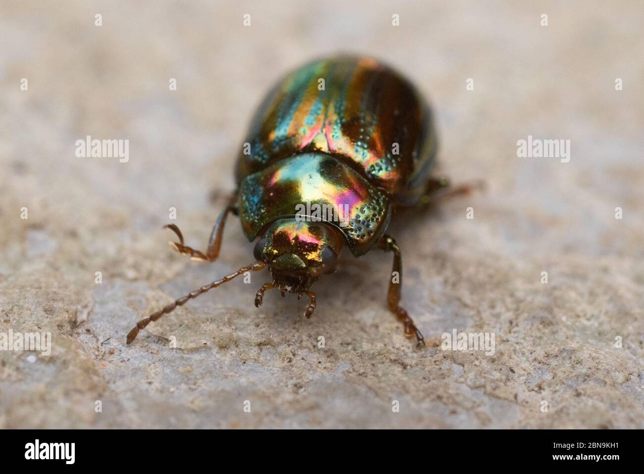 Le scarabée de romarin est un insecte qui mange le feuillage et les fleurs de diverses plantes aromatiques, comme le romarin, la lavande, la sauge et le thym. Banque D'Images