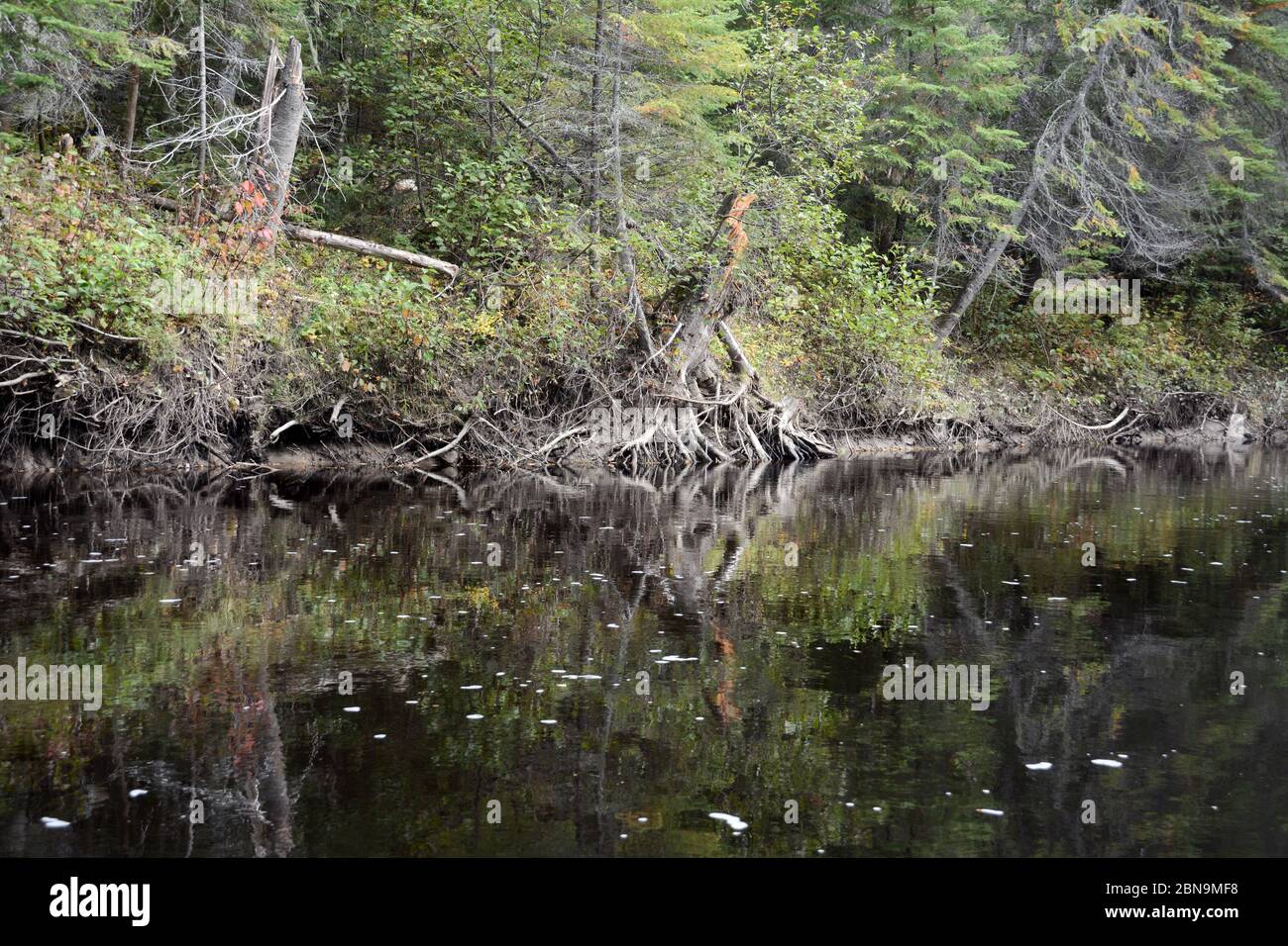 Les vieux peuplements de conifères de la forêt boréale sur les rives du Grand Bluff Creek, près de la ville de Moosonee, dans le Nord de l'Ontario, Canada. Banque D'Images