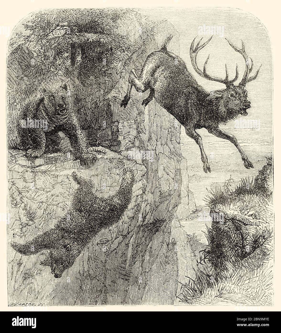 Ours essayant de chasser un cerf. Kirghizistan, Asie centrale. Illustration gravée du XIXe siècle, le Tour du monde 1863 Banque D'Images