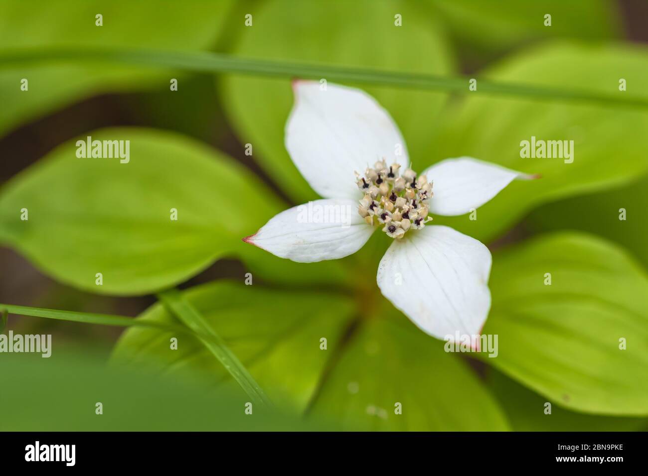 Fleur de fraise Cornus canadensis fleurit au milieu de l'été au parc national Banff, en Alberta, au Canada. Banque D'Images