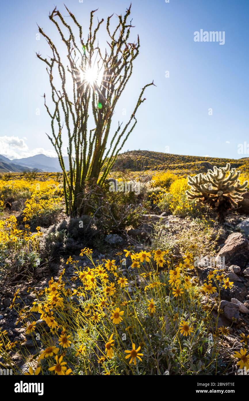 La floraison du désert 2017 dans le parc national du désert d'Anza Borrego, Californie, États-Unis. Près du terrain de camping Tamarisk Grove sur Yaqui Pass Road et la route nationale 78. Banque D'Images
