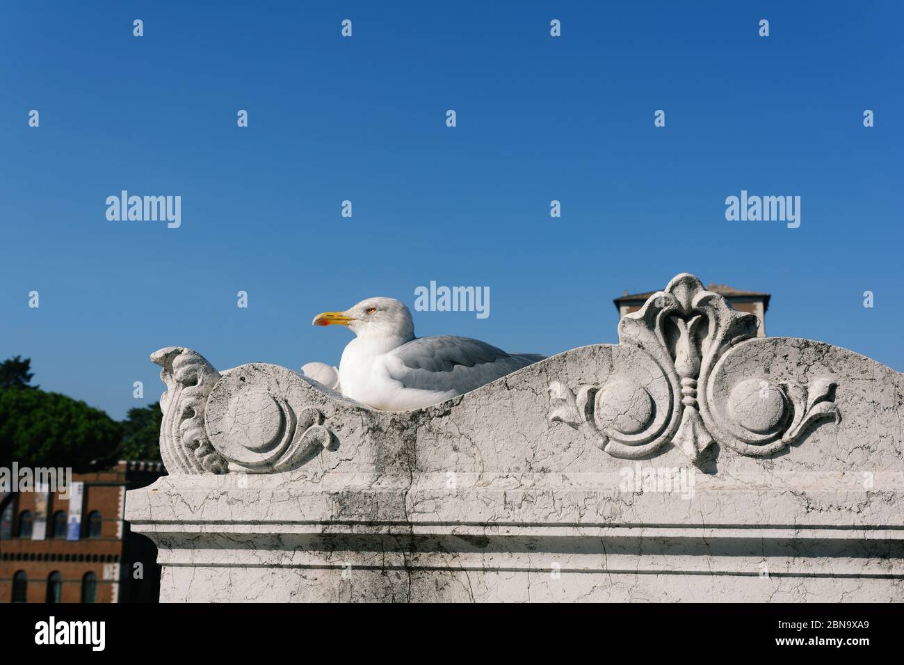 Mouette se reposant et profitant de la vue depuis la terrasse ornementée balustrade du monument national Victor Emmanuel II à Rome, Italie Banque D'Images