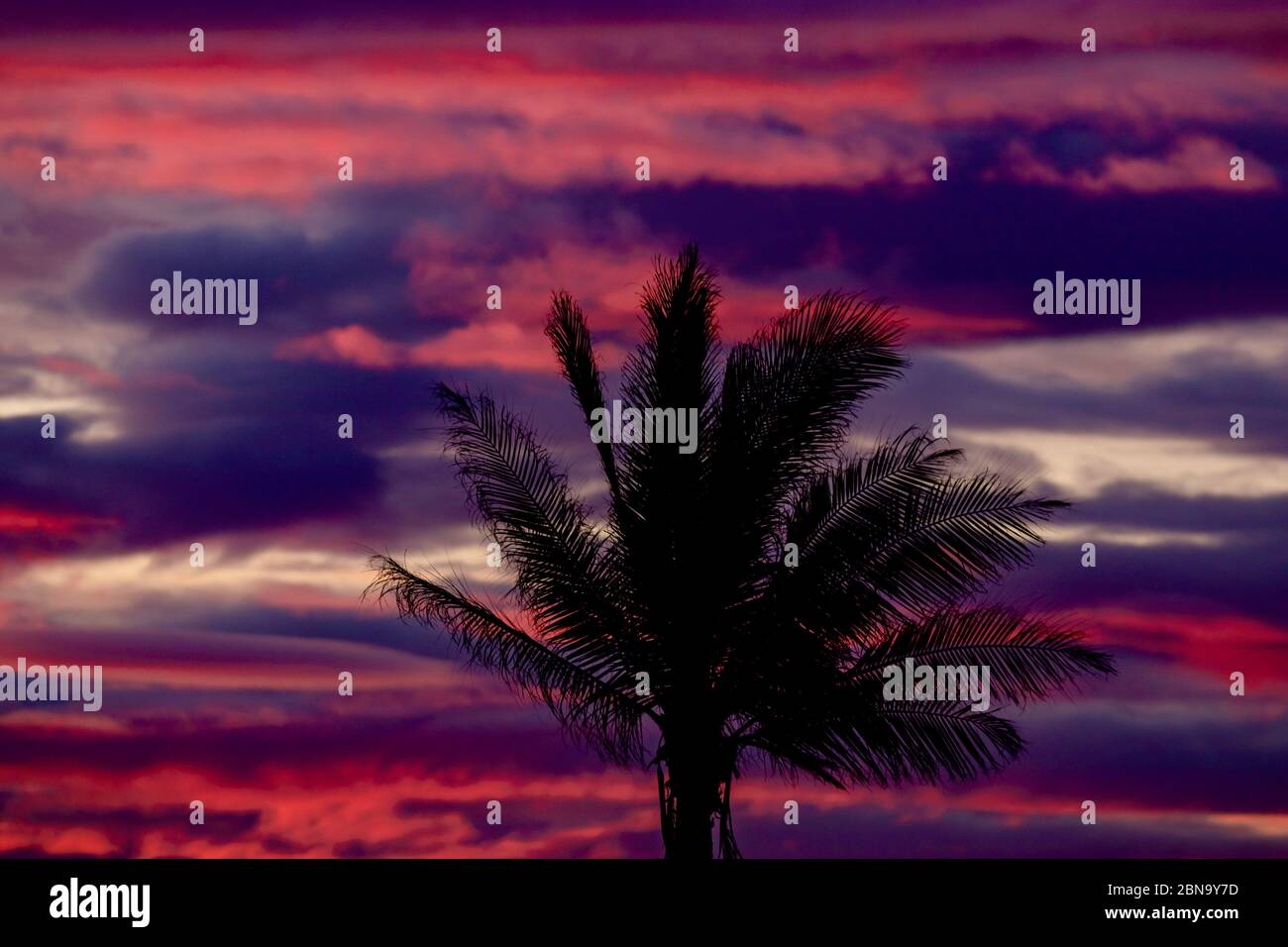 Paysage bleu rouge et violet spectaculaire avec silhouette de palmiers au coucher du soleil Banque D'Images