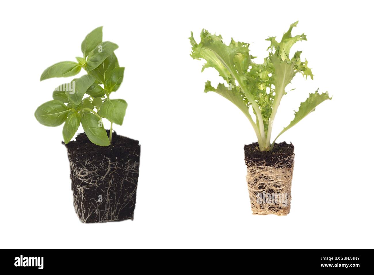 Plantes de maison dans des pots de fleurs isolées sur un fond blanc Banque D'Images