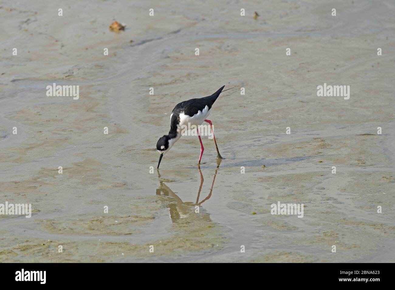 Moult à col noir se nourrissant dans un marais au Port Aransas Birding Center au Texas Banque D'Images