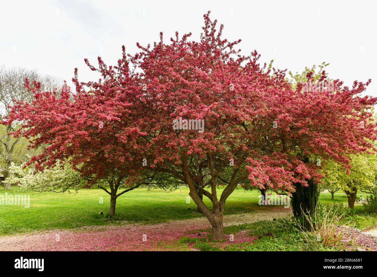 Arbre en fleurs dans le parc historique national Arboretum de Plantation Fields au printemps. Banque D'Images