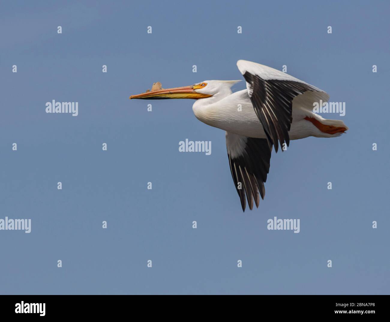 American White Pelican 23 avril 2020 Lake Thompson, Dakota du Sud Banque D'Images