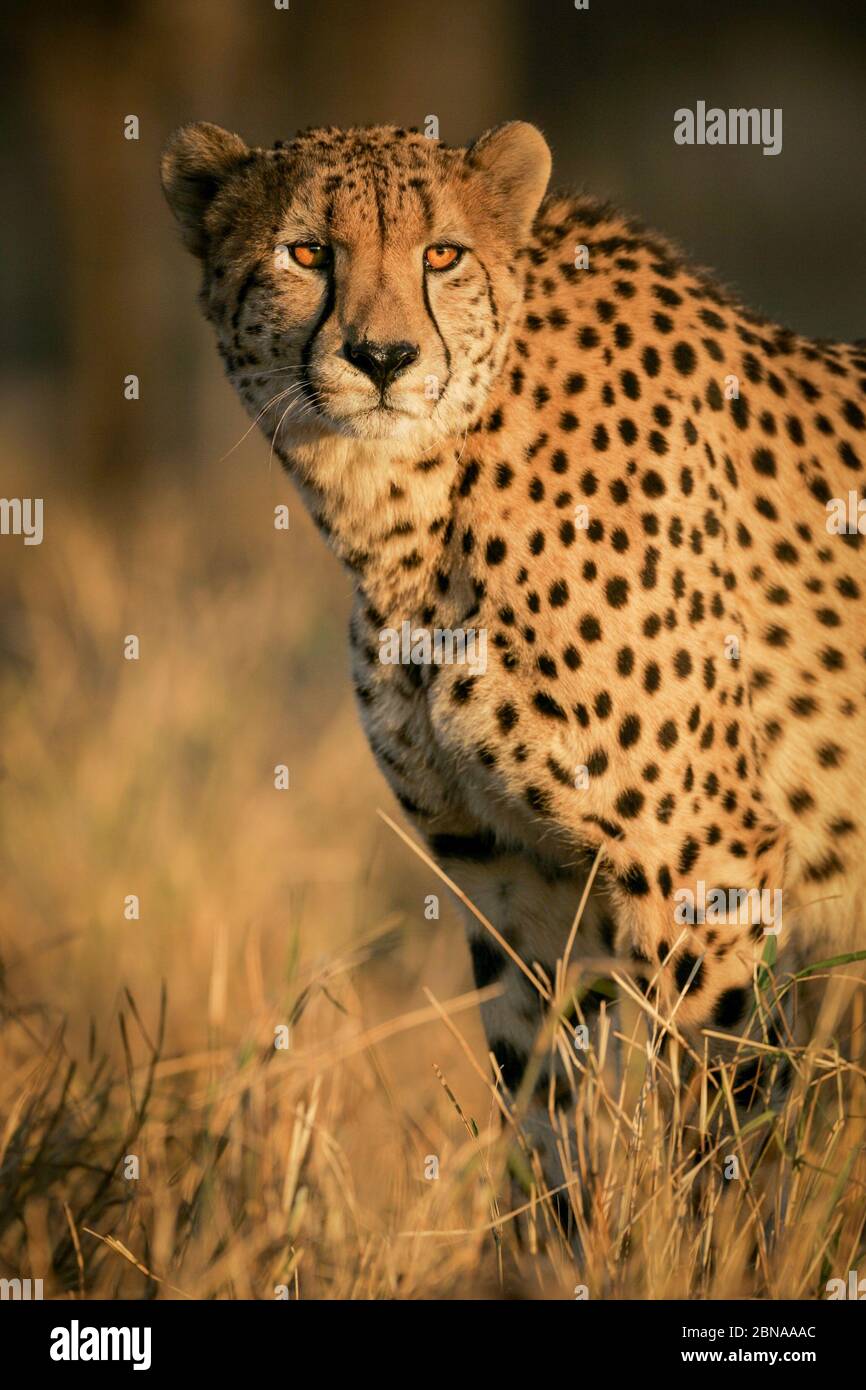 Portrait adulte mâle de Cheetah dans l'après-midi lumière Kruger Park Afrique du Sud Banque D'Images