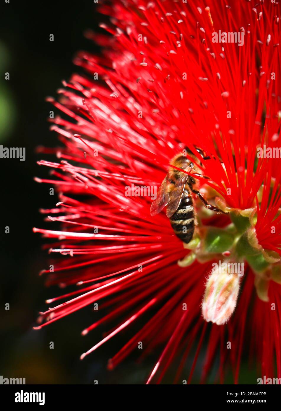 Concept de pollinisation. L'abeille jaune et noire sur la fleur rouge de callistemon recueille le nectar de la plante pour le transformer en miel, photo verticale. Banque D'Images