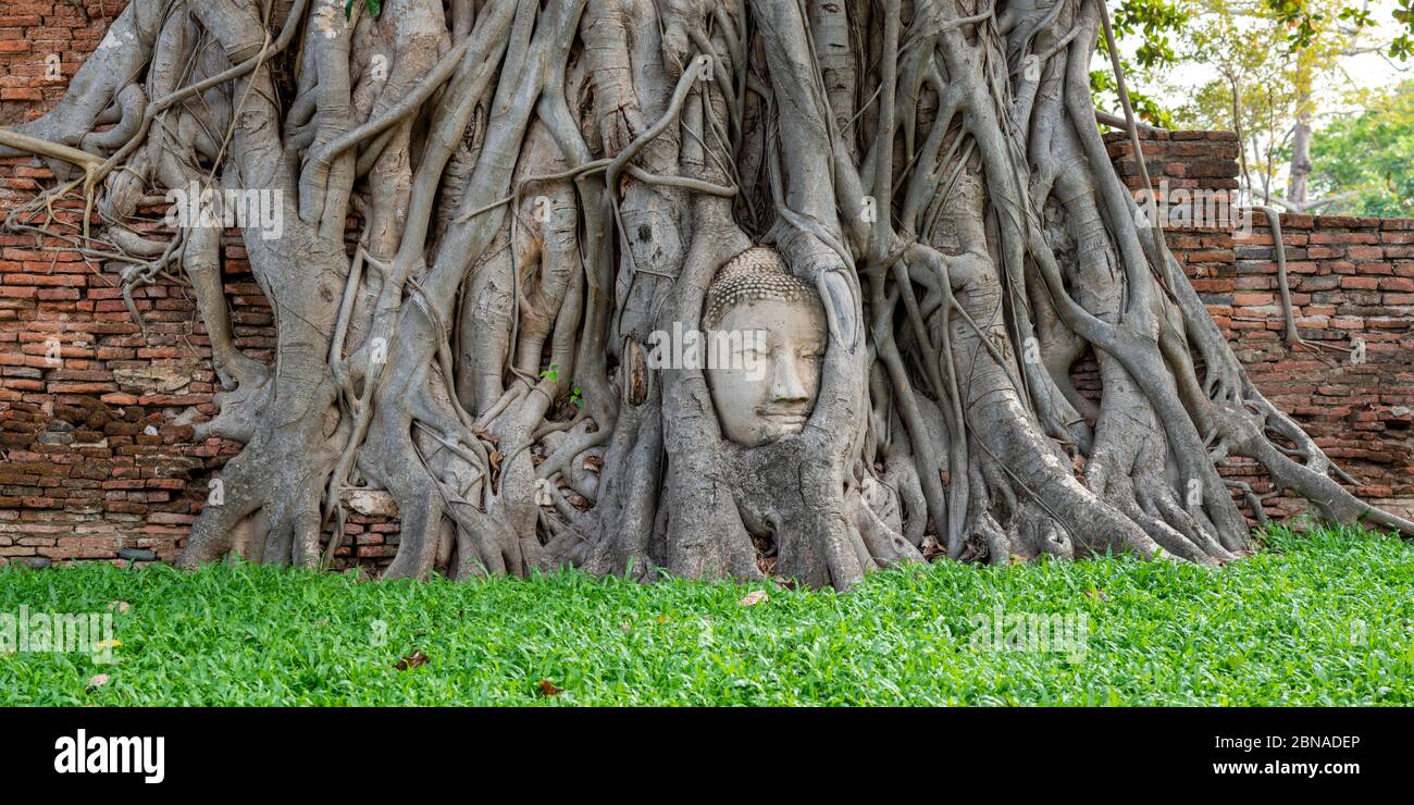 Tête d'une statue de Bouddha, cultivée dans les racines, réseau de racines d'un figue à étrangler (Ficus religiosa), Wat Mahathe, Ayutthaya, Thaïlande, Asie Banque D'Images