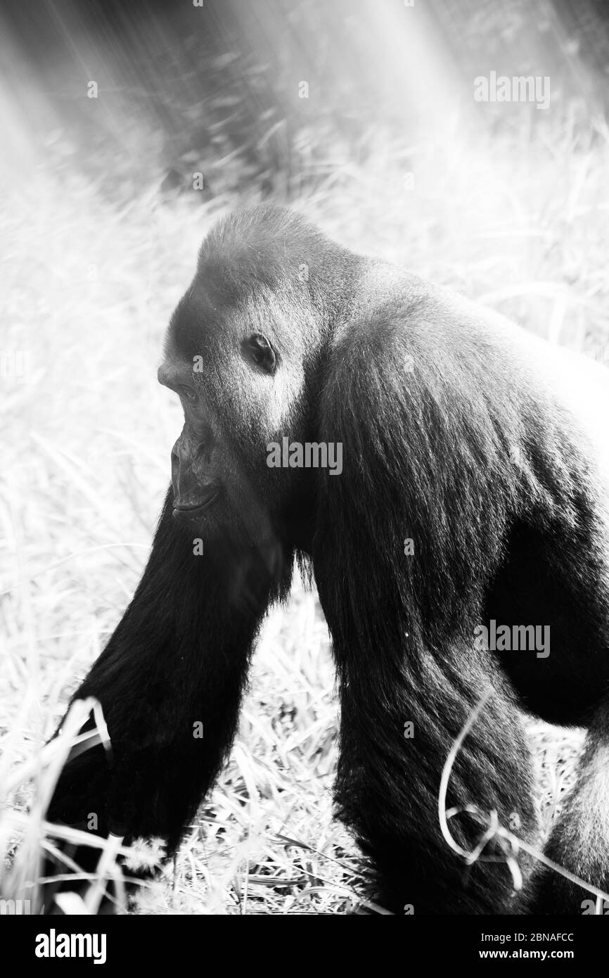 Gorilla des basses terres de l'Ouest (Gorilla gorilla gorilla). Homme dominant à dos argenté. Bai Hokou. Dzanga Sangha réserve forestière dense spéciale, République centrafricaine Banque D'Images