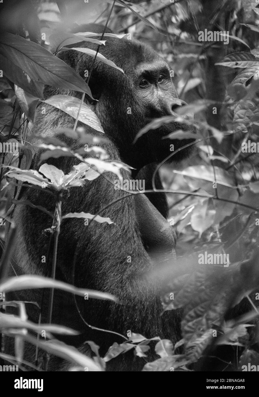 Gorilla des basses terres de l'Ouest (Gorilla gorilla gorilla). Homme dominant à dos argenté. Bai Hokou. Dzanga Sangha réserve forestière dense spéciale, République centrafricaine Banque D'Images