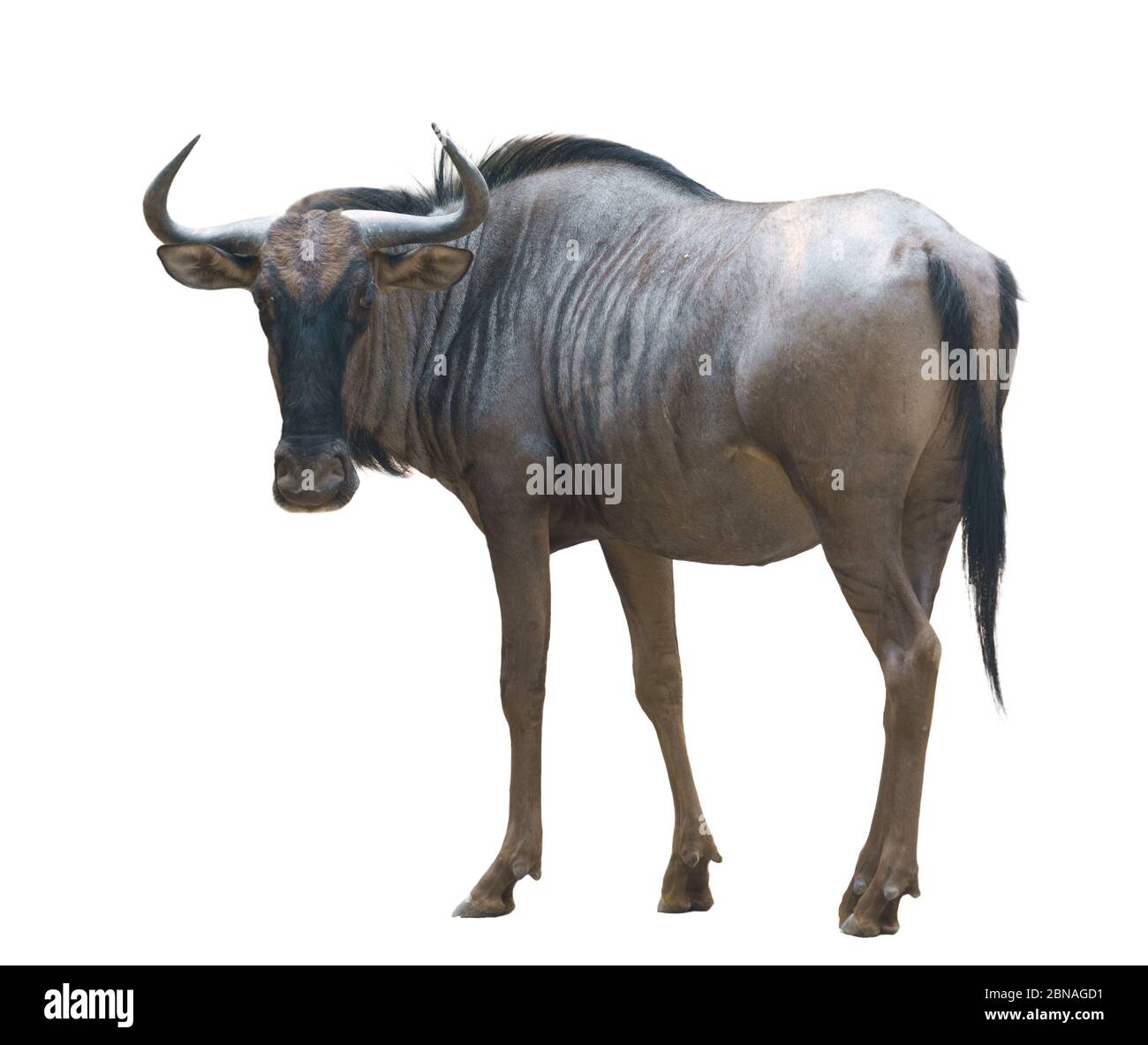 wildebeest ou gnu isolé sur fond blanc Banque D'Images