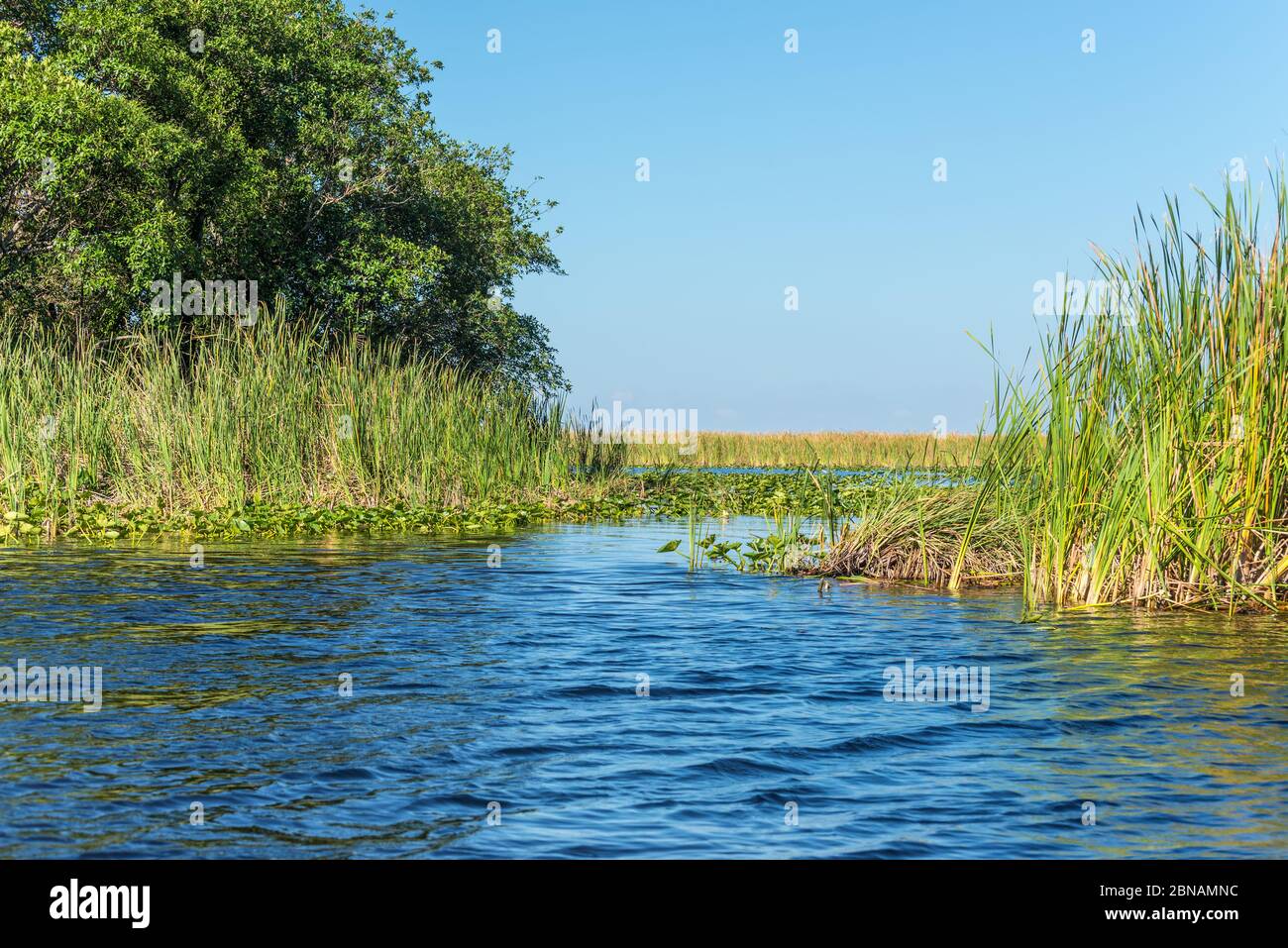 Zone humide de Floride, promenade en hydroglisseur au parc national des Everglades, aux États-Unis. Lieu populaire pour les touristes, la nature sauvage et les animaux. Lily Pads au premier plan. Banque D'Images