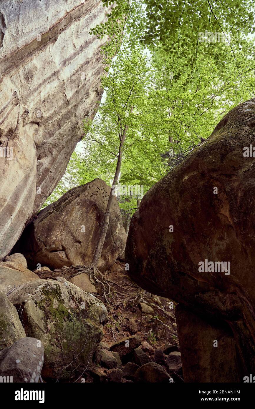 sur la nature des rochers de la forêt de montagne Banque D'Images