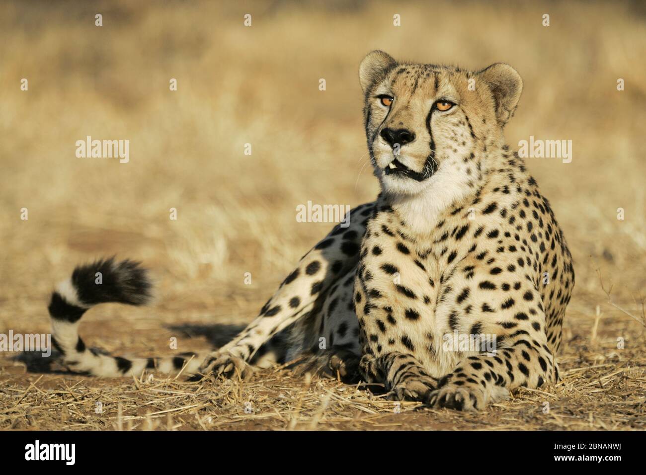 Un grand mâle adulte, Cheetah, allongé, se reposant mais toujours alerte et prêt Banque D'Images