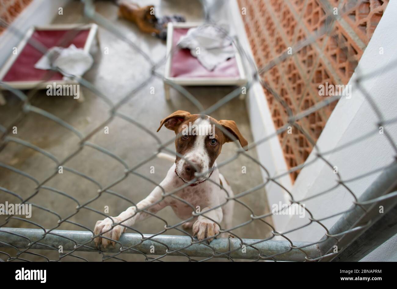 Un chien de sauvetage à un abri pour animaux regarde à travers la clôture Banque D'Images