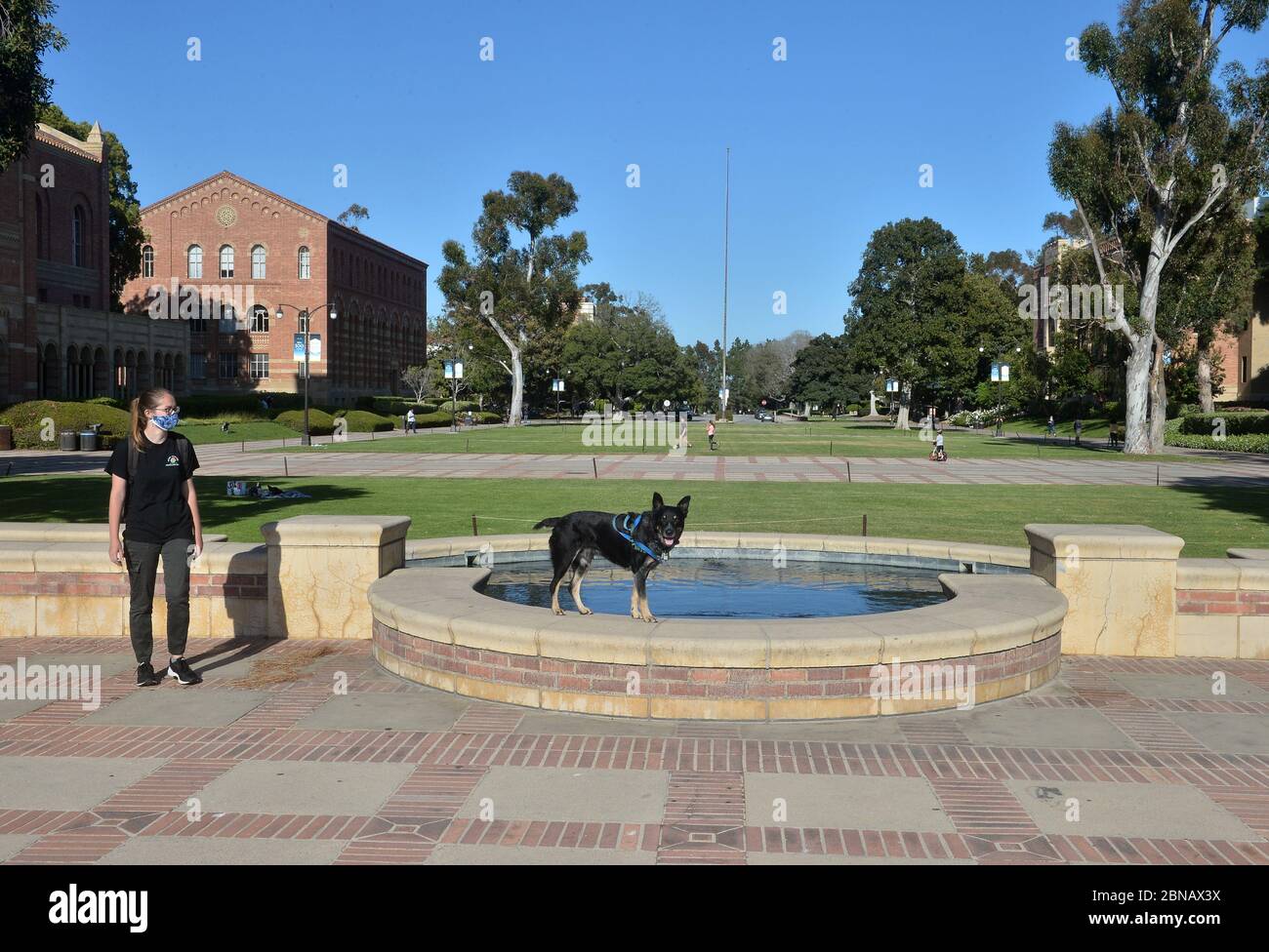 Une étudiante forme son chien dans le quad près de Royce Hall sur le campus de l'UCLA à Los Angeles le mercredi 13 mai 2020. L'université d'État de Californie, le plus grand système universitaire de quatre ans au pays, prévoit d'annuler la plupart des cours en personne à l'automne et propose plutôt des cours principalement en ligne, a annoncé le chancelier Timothy White mardi. La grande majorité des cours du système Cal State de 23 campus seront enseignés en ligne, a déclaré White, à quelques exceptions près qui permettent l'activité en personne. « notre université, ouverte sans restrictions et entièrement en personne, est un lieu où plus de 500,000 pe Banque D'Images