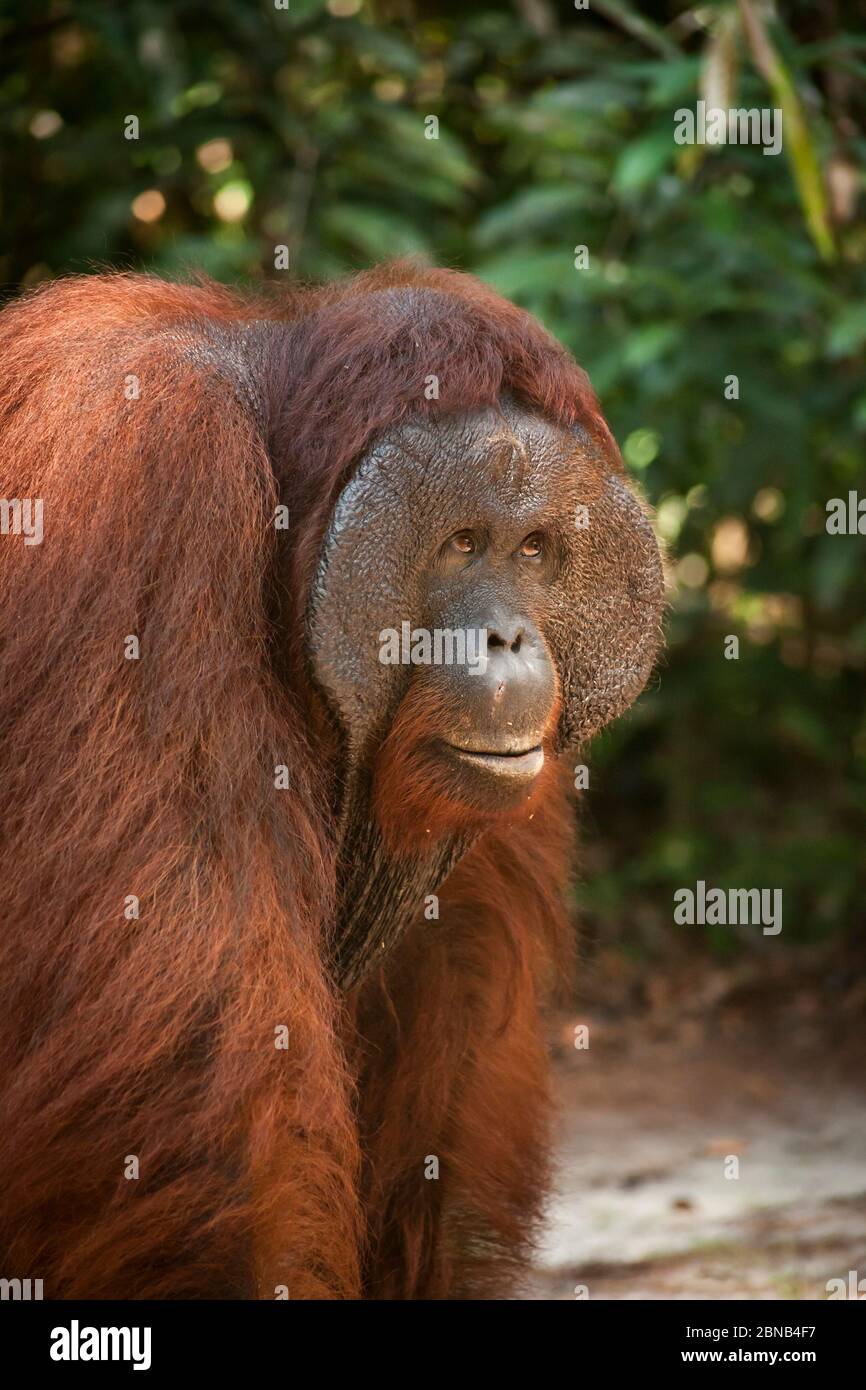Orangutan adulte à Pondok Tanguy, Parc national de Tanjung Puting, Kalimantan central, Bornéo, Indonésie Banque D'Images