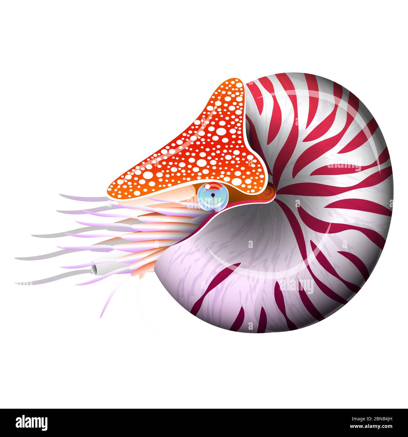 Nautilus Pompilius chambé. Céphalopodes de mollusques, animaux, marins. Illustration vectorielle réaliste. Isolé sur blanc Illustration de Vecteur
