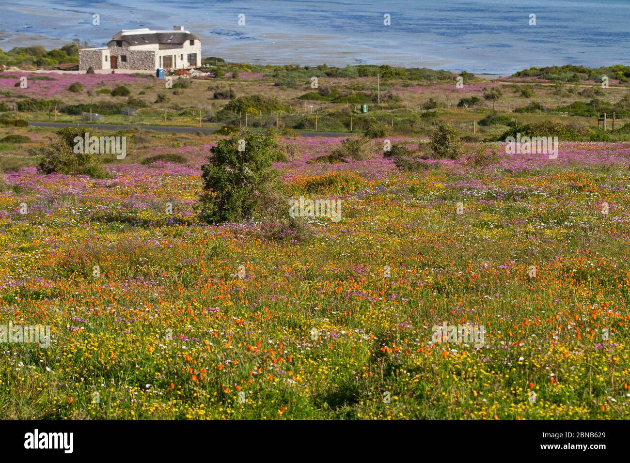 ouest manteau fleurs sauvages, afrique du sud, côte ouest, langebaan Banque D'Images