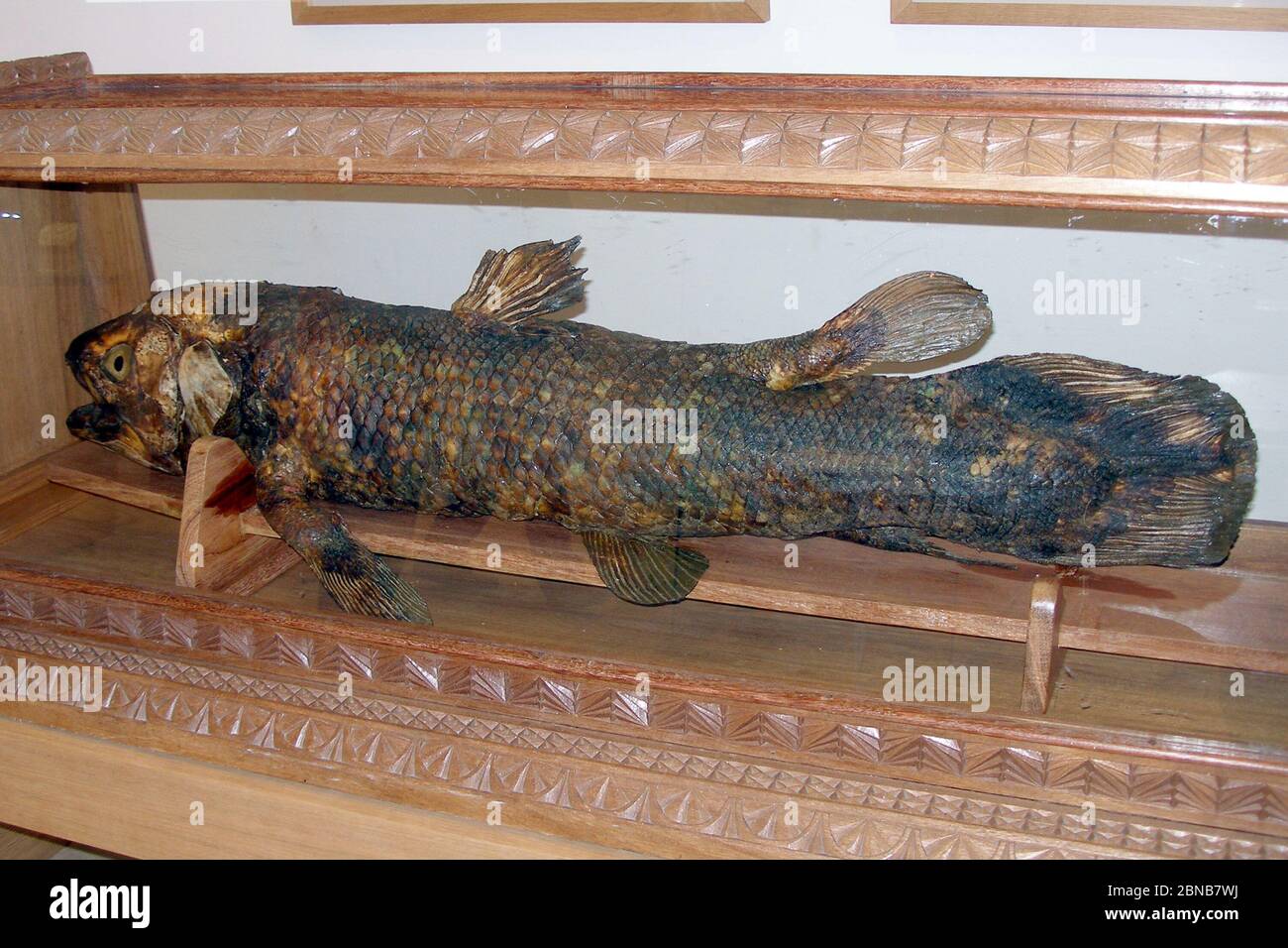 poisson retrouvé figé dans le sable énorme conservé dans un aquarium et  autre liquide - Photo de Musee de la Peche, Concarneau - Tripadvisor