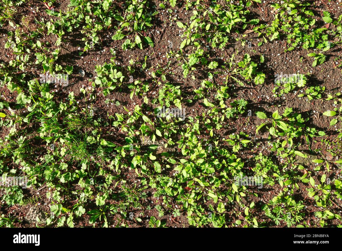 La pelouse est en mauvais état et nécessite un entretien. Les ravageurs et les maladies nuisent aux plantes. La terre sans engrais ne donne pas assez de force. Banque D'Images