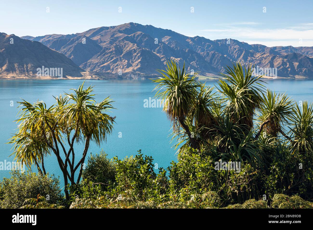 Choux au lac Hawea, Otago, Île du Sud, Nouvelle-Zélande Banque D'Images