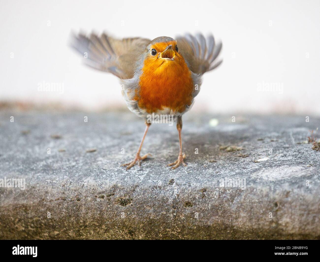 Un voleur européen, erithacus rubecula, lève ses ailes dans une posture défensive. Le Robin est l'oiseau favori du Royaume-Uni, gagnant 34% des voix. Banque D'Images